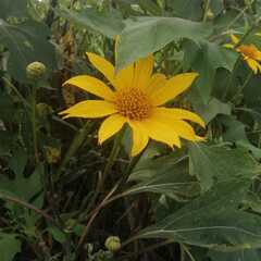 Tithonia