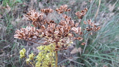 Peucedanum officinale