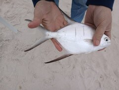 Trachinotus goodei
