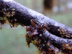 Scytinium polycarpum