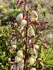 Yucca gloriosa