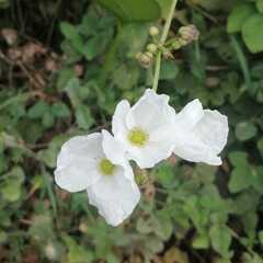 Echinodorus cordifolius
