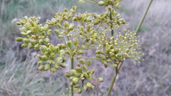 Peucedanum officinale