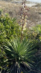 Yucca gloriosa