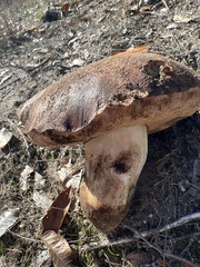 Tylopilus indecisus