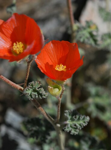 Sphaeralcea ambigua var. rugosa