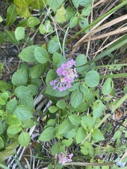 Lantana montevidensis