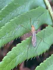 Nephrotoma