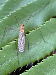 Nephrotoma