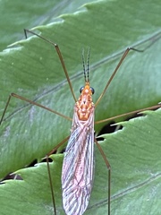 Nephrotoma