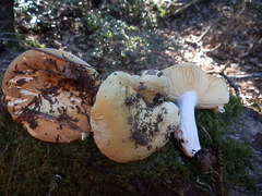 Russula basifurcata
