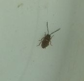 Ptilodactyla