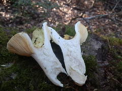 Russula basifurcata