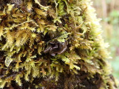 Scytinium polycarpum