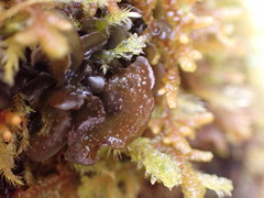 Scytinium polycarpum