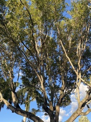 Enterolobium contortisiliquum