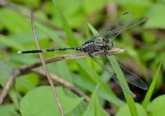 Orthetrum sabina