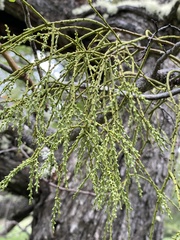 Misodendrum punctulatum