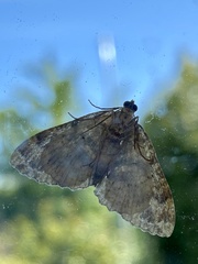 Austrocidaria similata