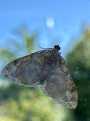 Austrocidaria similata
