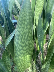 Sansevieria