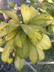 Couroupita guianensis