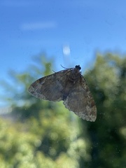 Austrocidaria similata