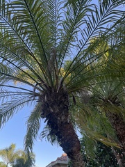 Arecaceae