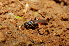 Ichneumon sarcitorius