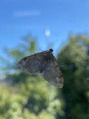 Austrocidaria similata