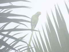 Amazona ochrocephala