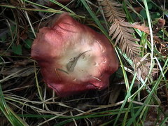 Russula californiensis
