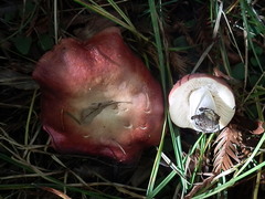 Russula californiensis