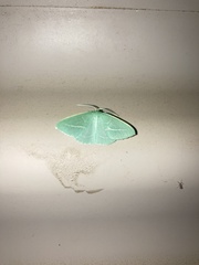 Chlorocoma stereota