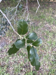 Quercus virginiana