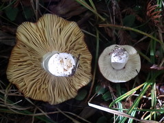 Russula californiensis