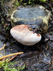 Fomitopsis