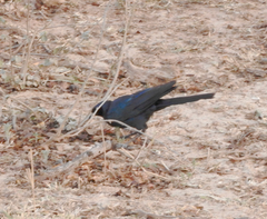 Lamprotornis australis