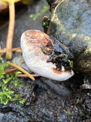 Fomitopsis