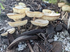 Leucoagaricus americanus