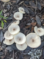 Leucoagaricus americanus