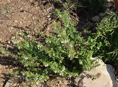 Teucrium cubense