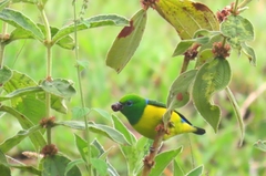 Chlorophonia cyanea