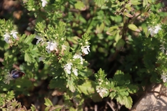 Teucrium cubense