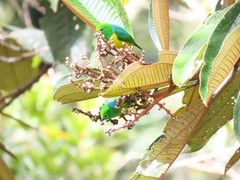 Chlorophonia cyanea