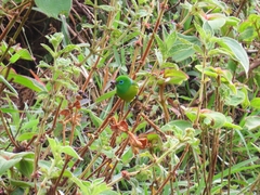 Chlorophonia cyanea
