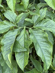 Syngonium podophyllum