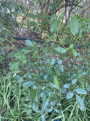 Fraxinus caroliniana