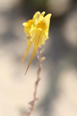 Linaria polygalifolia