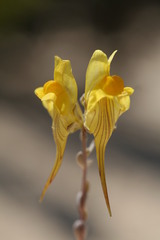 Linaria polygalifolia